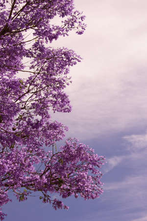 Purple jacaranda tree with purple flowers on blue sky backgroundの写真素材