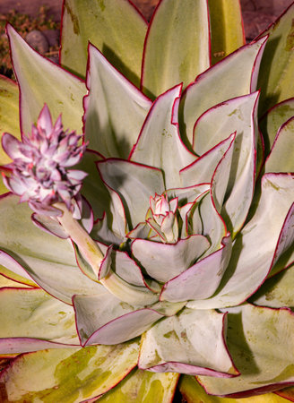Beautiful variation of succulents, these are awesome plants to grow and enjoyの写真素材