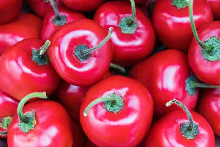 red ajies in abundanceの写真素材