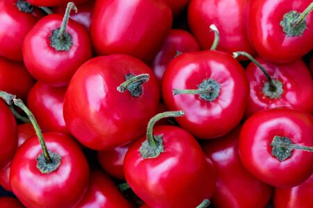 red ajies in abundanceの写真素材
