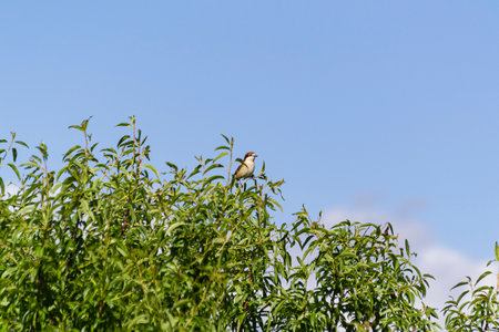 A bird is seen resting on the branches of a green tree under a clear blue sky on a sunny day.の写真素材