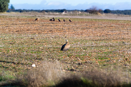 A solitary vulture walks in a grassy area with several other vultures perched nearby under a sunny sky.の写真素材
