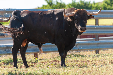 A strong black bull stands proudly in a grassy field under clear skies, surrounded by a peaceful rural landscape.の写真素材