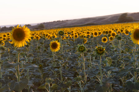 Sunflower plants stretch across a vast field, glowing in the soft light of sunset, creating a serene and picturesque landscape.の写真素材