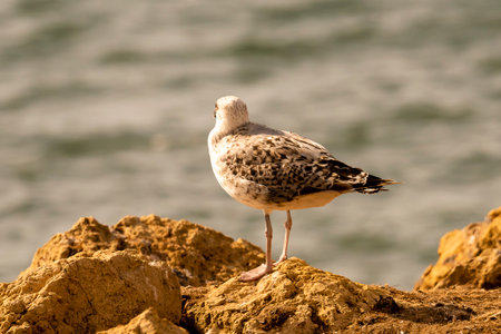 A seagull stands on yellow rocks, overlooking the calm ocean waters at sunset, enjoying a serene moment.の写真素材