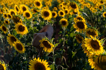 Sunflowers stand tall in a lush field, soaking up sunlight while a rustic hat rests among the blossoms.の写真素材