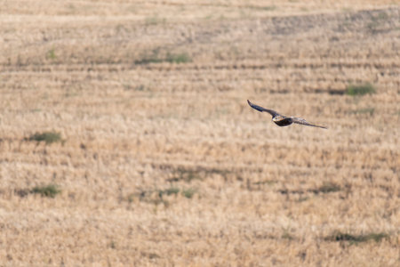 A hawk soars gracefully above a vast golden field under a bright blue sky during midday.の写真素材