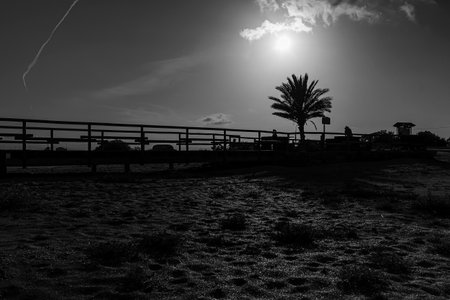 A tranquil beach at sunset features silhouetted palm trees and a wooden fence under a clear sky.の写真素材