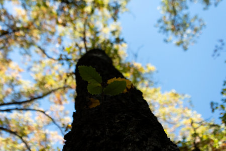Looking up at a tall tree trunk, with vibrant leaves and a clear blue sky above during autumn.の写真素材