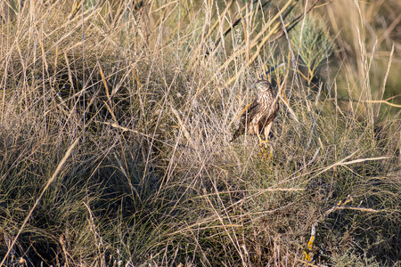 A bird blends seamlessly into tall grass, showing its remarkable camouflage in a natural setting.の写真素材