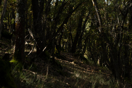A shaded path leads through tall trees under sunlight, showing a peaceful forest environment.の写真素材