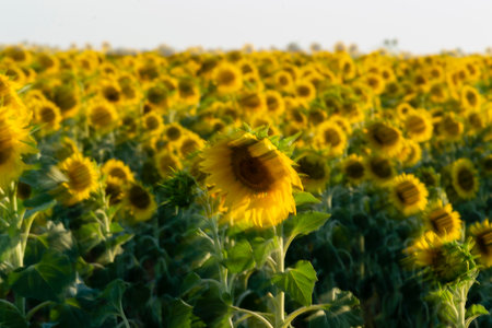A field filled with vibrant sunflowers swaying gently in the breeze as sunlight bathes the landscape.の写真素材