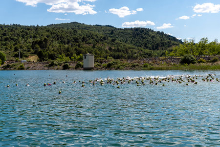 Clear blue lake features scattered floating lilies and lush greenery surrounding the tranquil waters on a sunny day.の写真素材