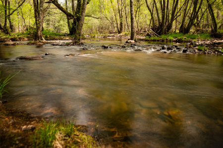 A clear stream meanders through a dense forest, surrounded by fresh green foliage and sunlit waters in springtime.の写真素材