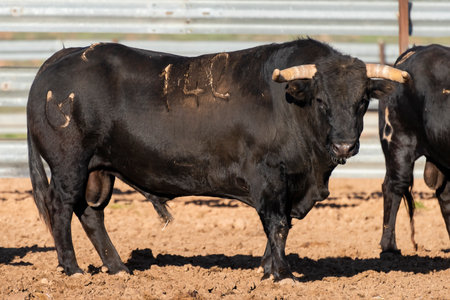 A large black bull stands in a pen, showing its impressive physique under bright sunlight in a rural setting.の写真素材