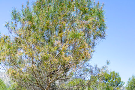 A healthy pine tree stands tall under a clear blue sky, surrounded by lush greenery in a picturesque...
