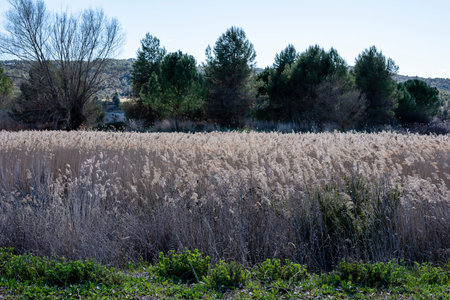 Tall grasses bloom in a tranquil field, surrounded by trees under a serene blue sky during daylight...