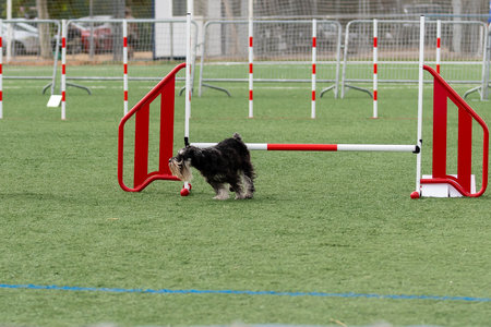 A small dog moves quickly through agility obstacles on a green sports field during a training session.の写真素材