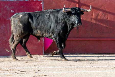 A black bull moves around the sandy bullfighting arena under the bright sunlight, preparing for the event.の写真素材