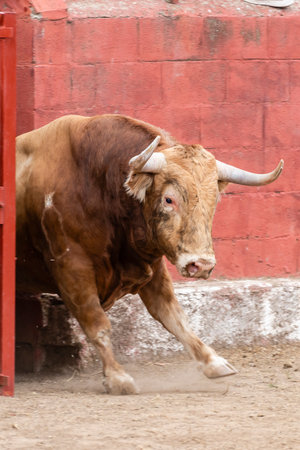 A strong bull bursts from its enclosure, ready for the excitement of a local festival amidst a vibrant red backdrop.の写真素材