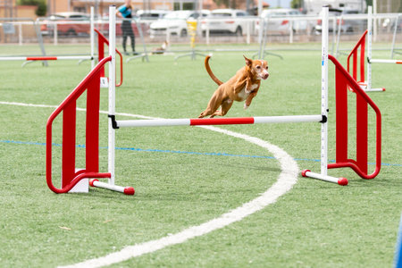 A dog leaps gracefully over an obstacle during agility training at a sports field on a clear day.の写真素材