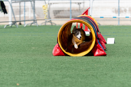 A dog joyfully navigates through a bright tunnel during an agility training session at an outdoor facility.の写真素材