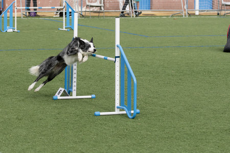 A border collie expertly leaps over an obstacle in an agility competition at a park on a clear day.