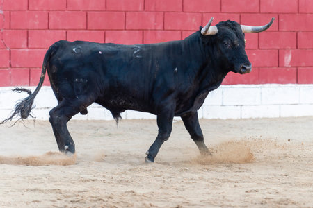 A black bull trots across sandy terrain in a bullring surrounded by red walls during the late afternoon.の写真素材