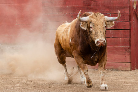 A powerful bull charges through a dirt sand, stirring up dust as it moves swiftly towards the fence.の写真素材
