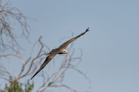 A hawk glides gracefully in the blue sky, showing its wings amid branches and distant greenery.