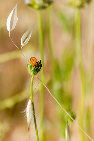 A small orange insect is resting on a green plant surrounded by tall grasses and wildflowers under...