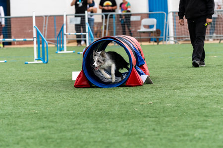 A skilled dog navigates an agility tunnel during a competition with excited spectators watching from the sidelines.の写真素材