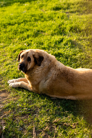 A tan dog lounges on lush green grass in a park as the sun sets, creating a warm, inviting atmosphere.の写真素材
