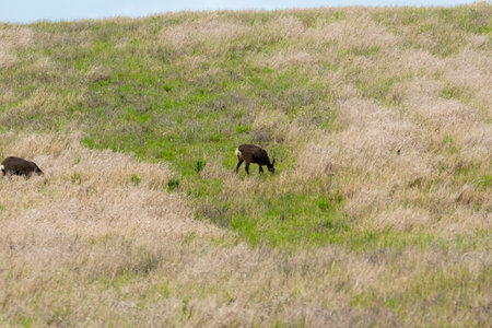 Grazing animals enjoy lush green grass on a sunny day in a wide-open fieldの写真素材