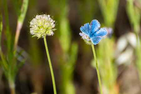 Blue butterfly resting on delicate flower in a vibrant meadow during sunny daylight hoursの写真素材