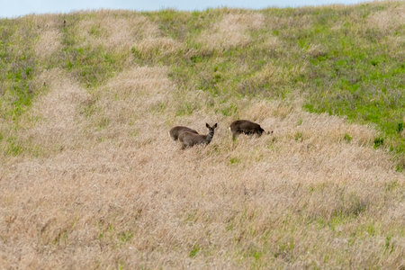 Deer grazing peacefully on a green hillside during a sunny afternoon in the countrysideの写真素材