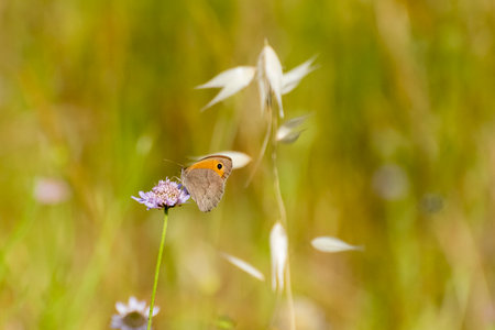 Butterfly perched on a flower in a sunny meadow during springtimeの写真素材
