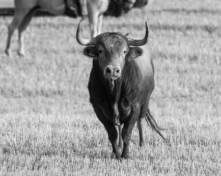 A cow wanders through a grassy field under bright midday sunlight, with other cattle in the distance.の写真素材