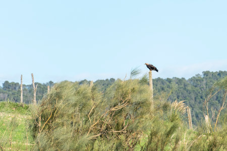 A bird stands proudly on a wooden pole in a vibrant green field surrounded by gentle hills and clear skies.の写真素材