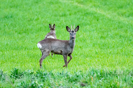 Roe deer quietly graze in a vibrant green field as sunlight filters through, creating a peaceful atmosphere.の写真素材