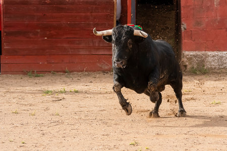 A black bull kicks up dust as it runs through a rustic pen on a sunny day.の写真素材
