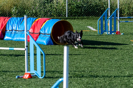 Border collie swiftly runs out of a colorful tunnel in an agility course during a sunny summer day.の写真素材