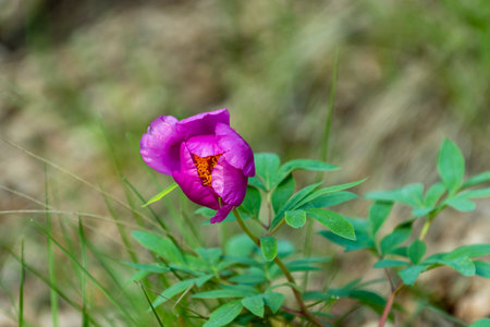 A vibrant purple flower showcases its delicate petals in a lush garden under bright spring sunlight.の写真素材