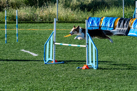 Agile dog jumps over obstacle during outdoor agility competition in bright sunlightの写真素材