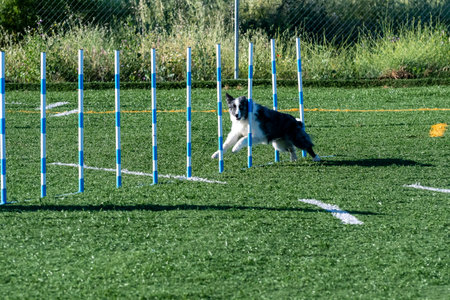 A dog skillfully maneuvers through the agility course, showcasing precision and grace under the bright sunの写真素材