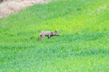 Deer walks across a vibrant green meadow in the early afternoon lightの写真素材