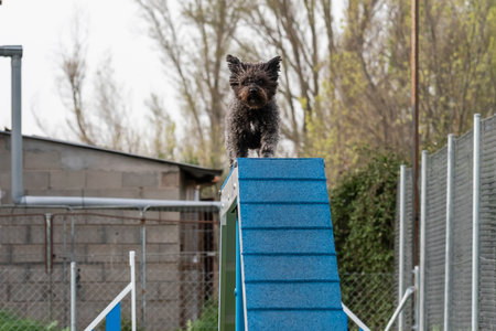 Small dog confidently standing on top of an agility ramp at a training facility in springtime