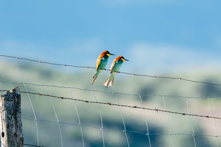 Two vibrant birds sit together on a barbed wire fence in a peaceful rural setting under blue skies.