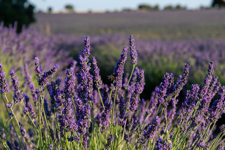Vibrant lavender flowers stretch across a sunlit field, showcasing lush purple hues and fragrant blooms.の写真素材