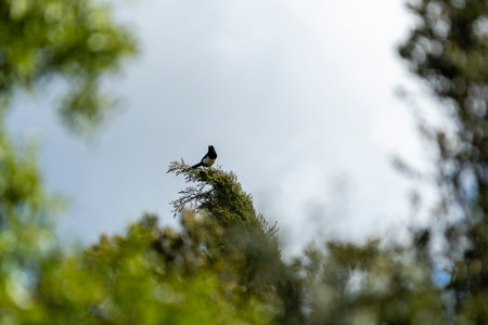 Colorful bird perched atop a tall tree against a bright sky in a forest setting